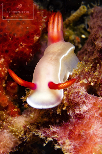 2013 - PHILIPPINES - Malapascua
Nudibranche
60MM_F18-1/100S 2013 - PHILIPPINES - Malapascua
Nudibranche
60MM_F18-1/100S